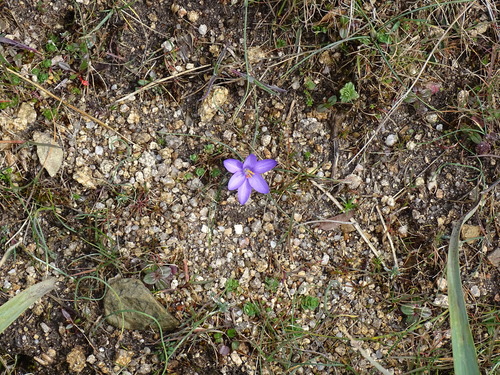 Crocus minimus, photograph 2