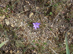 Crocus minimus, photograph (c) Christian Berg, some rights reserved (CC BY)