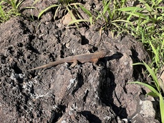 Pinzon Lava Lizard photo 5