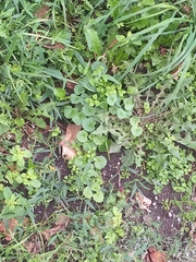 Glechoma hederacea