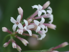 Asperula aristata