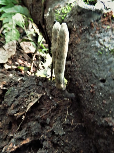 Xylaria grammica