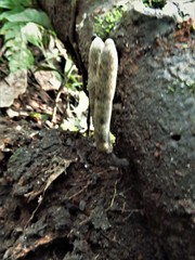 Xylaria grammica