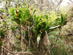 Cordyline mauritiana image