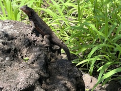 Pinzon Lava Lizard photo 3
