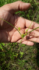 Cyperus dipsaceus