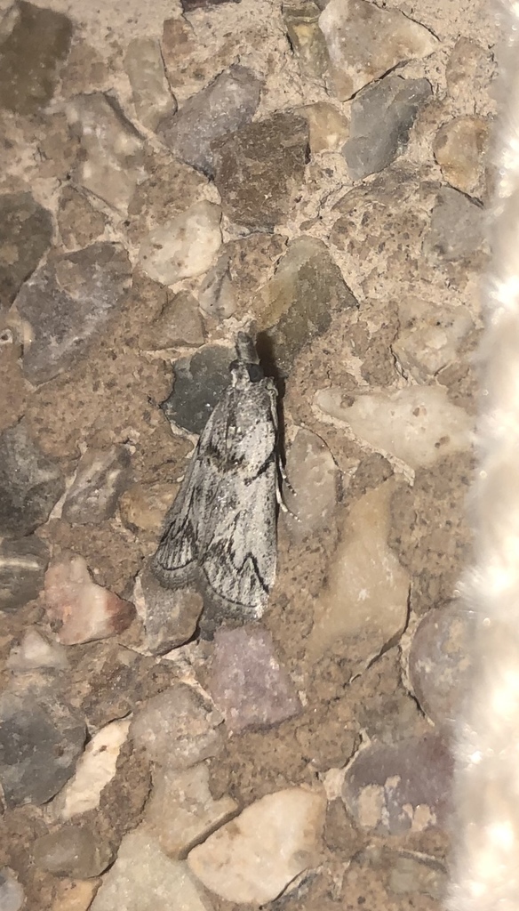 Dioryctria robiniella from Calle Alfredo Kraus, San Fulgencio, Valencia