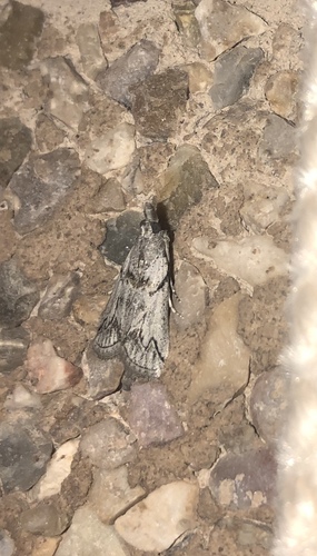 Representative image of Dioryctria robiniella