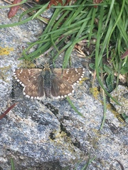 Pyrgus carlinae