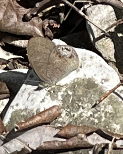 Cyllopsis gemma