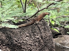 Pinzon Lava Lizard photo 4