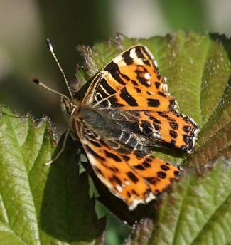 Araschnia levana