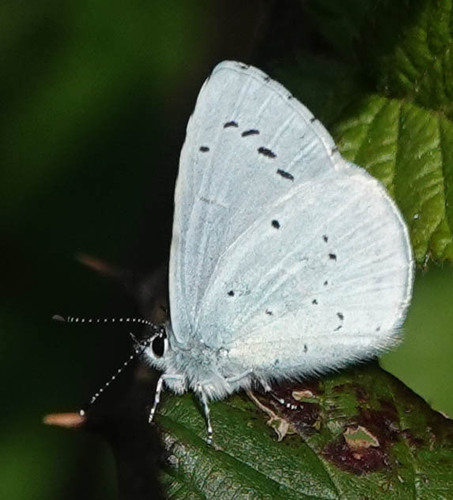 Celastrina argiolus