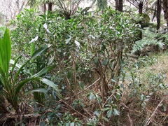 Chassalia gaertneroides