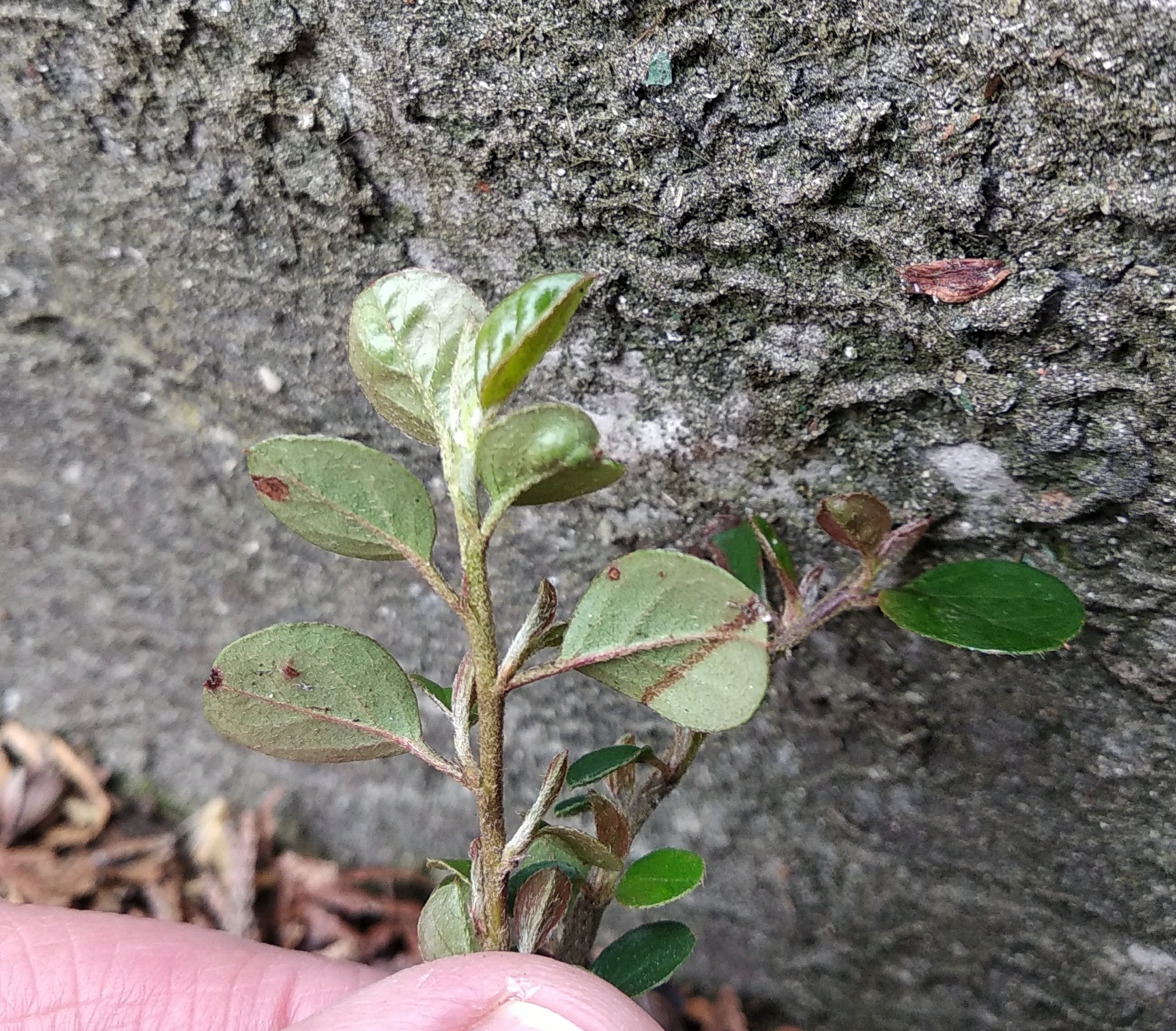 Imagem de Cotoneaster