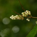 Elaeocarpus obovatus - Photo (c) Robert Whyte,  זכויות יוצרים חלקיות (CC BY-NC-ND)