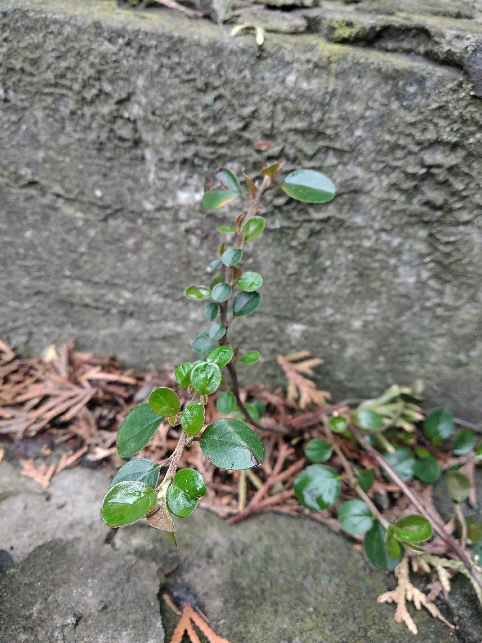 Imagem de Cotoneaster