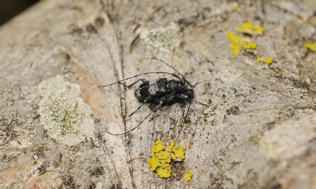Leiopus punctulatus