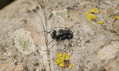 Leiopus punctulatus