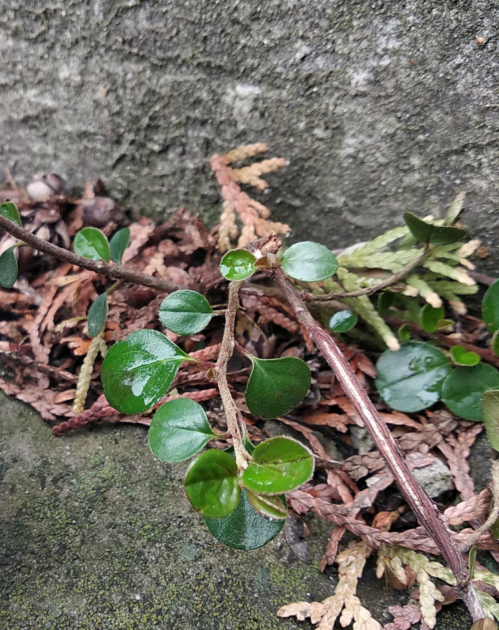 Imagem de Cotoneaster