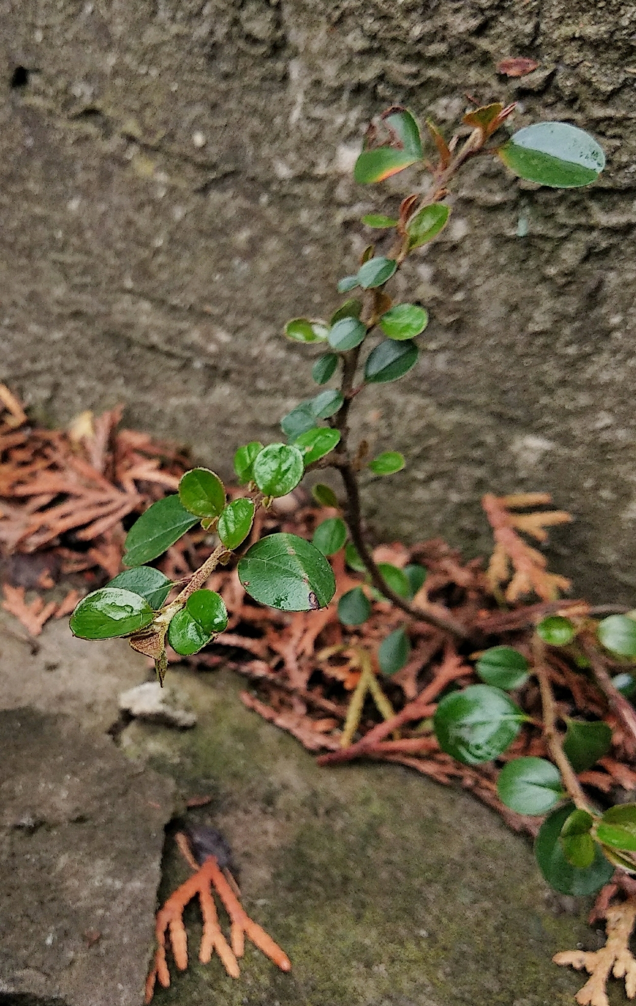 Imagem de Cotoneaster