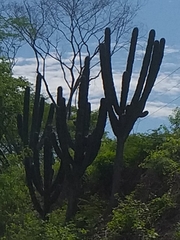 Pachycereus