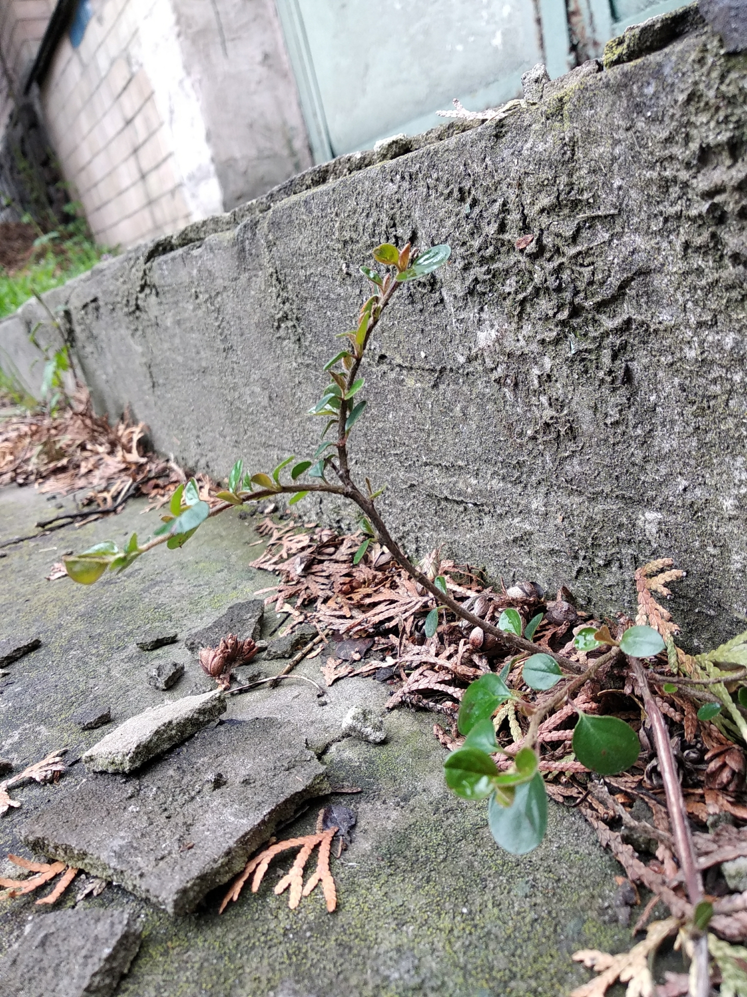 Imagem de Cotoneaster