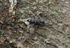 Xylotrechus rusticus