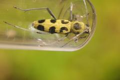 Chlorophorus herbstii