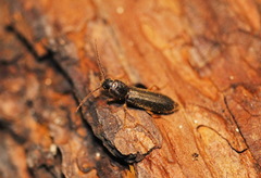 Nothorhina punctata