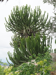 Euphorbia confinalis, photograph (c) Rosario Douglas, some rights reserved (CC BY)