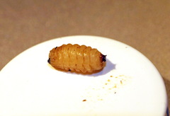 Temnostoma vespiforme