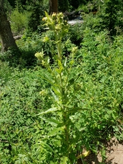 Cirsium parryi