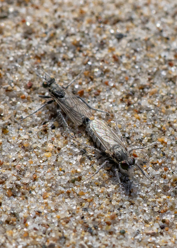 Pale Pismo Sandpirate