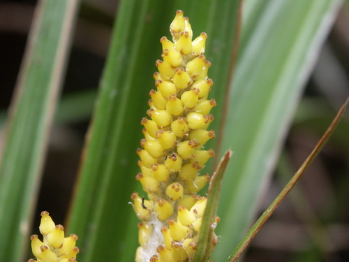 Asteliaceae image