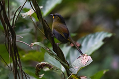 Liocichla steerii