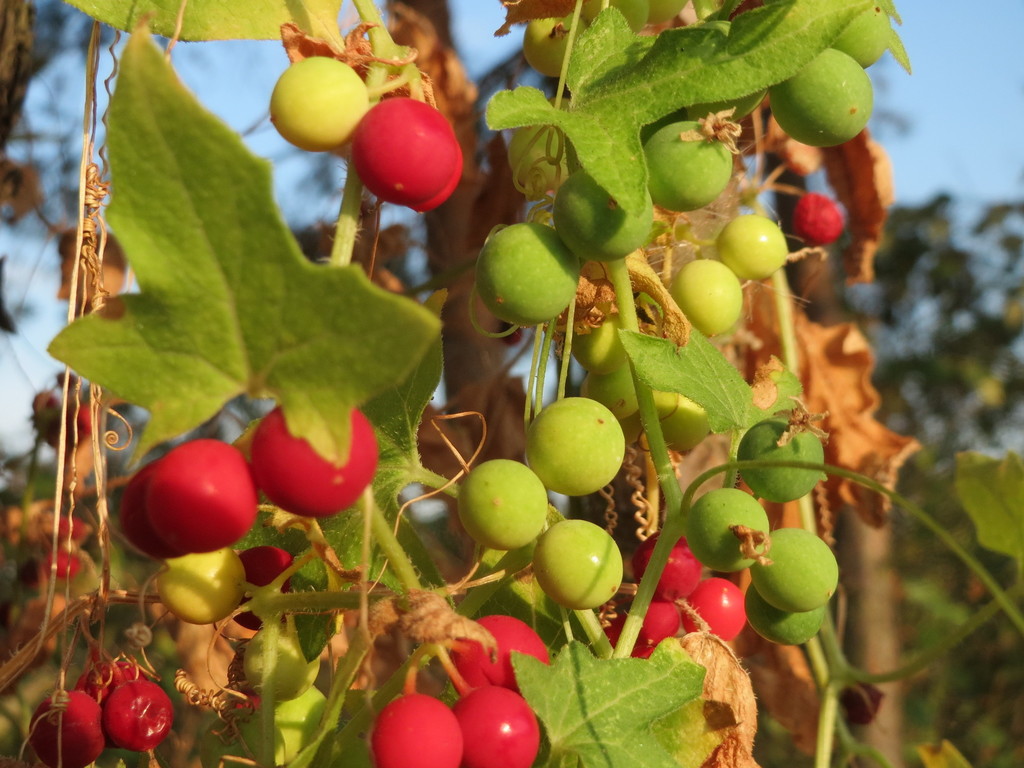 Bryonieae