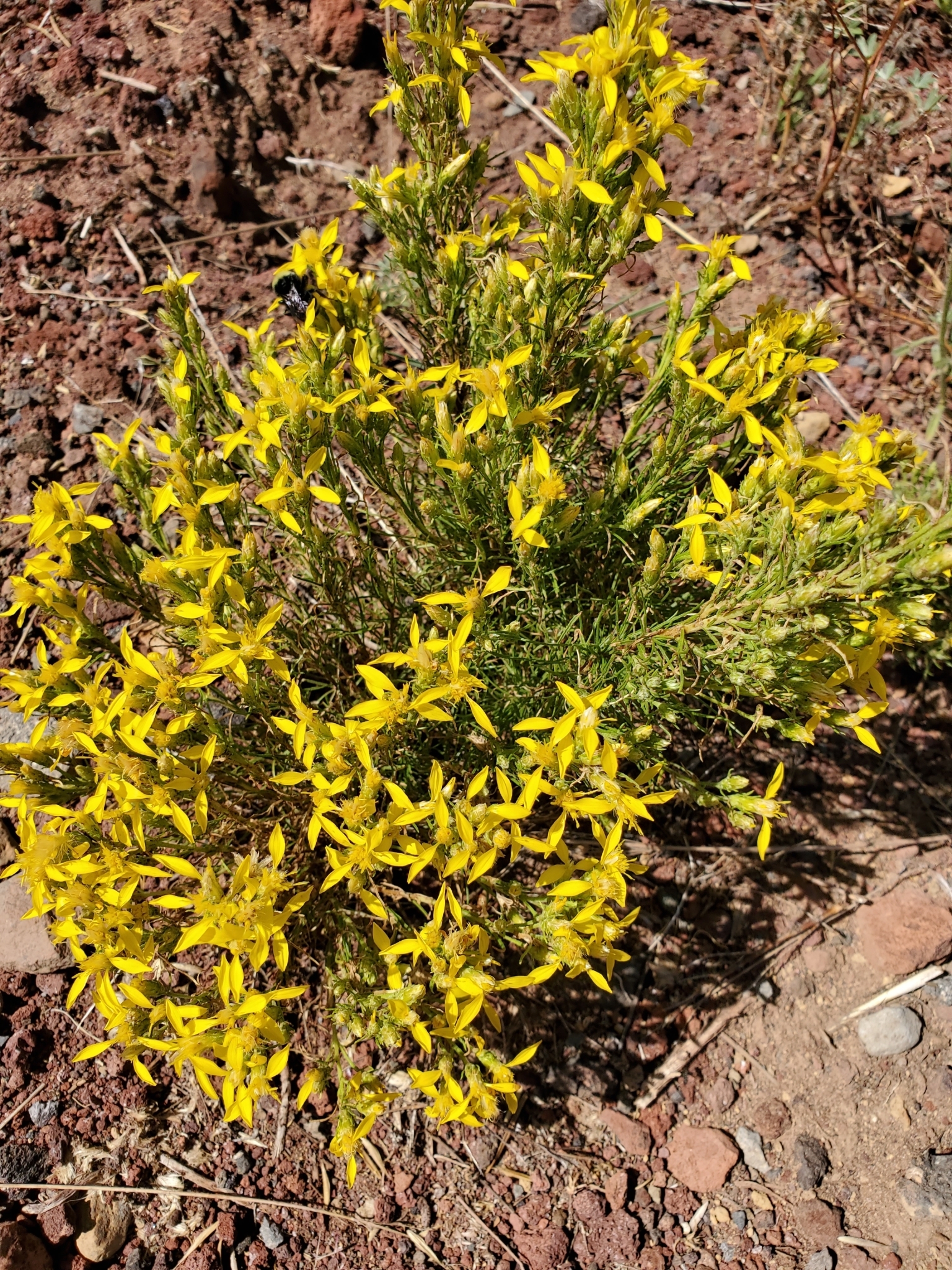 Ericameria bloomeri