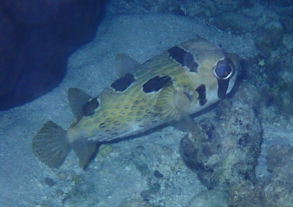 Black-blotched porcupinefish