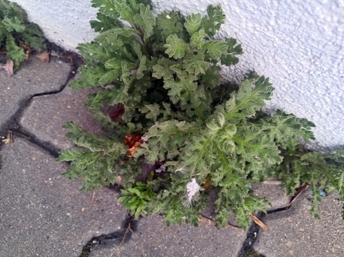 Senecio viscosus iNat (3)
