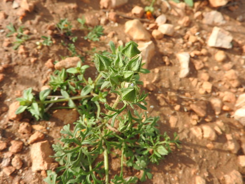 Egyptian Mallow (Malva aegyptia)