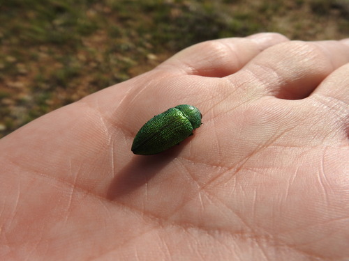 Perotis unicolor
