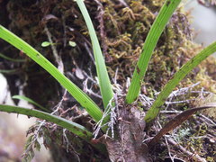 Angraecum striatum image