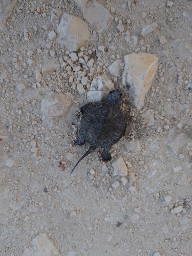 European Pond Turtle