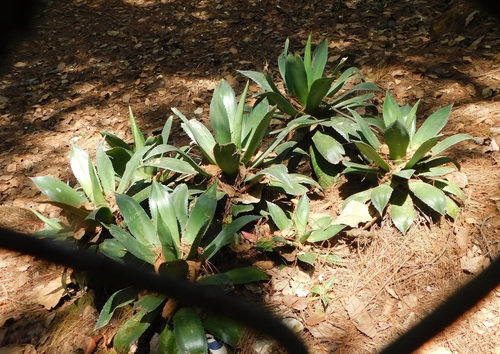 Agave warelliana