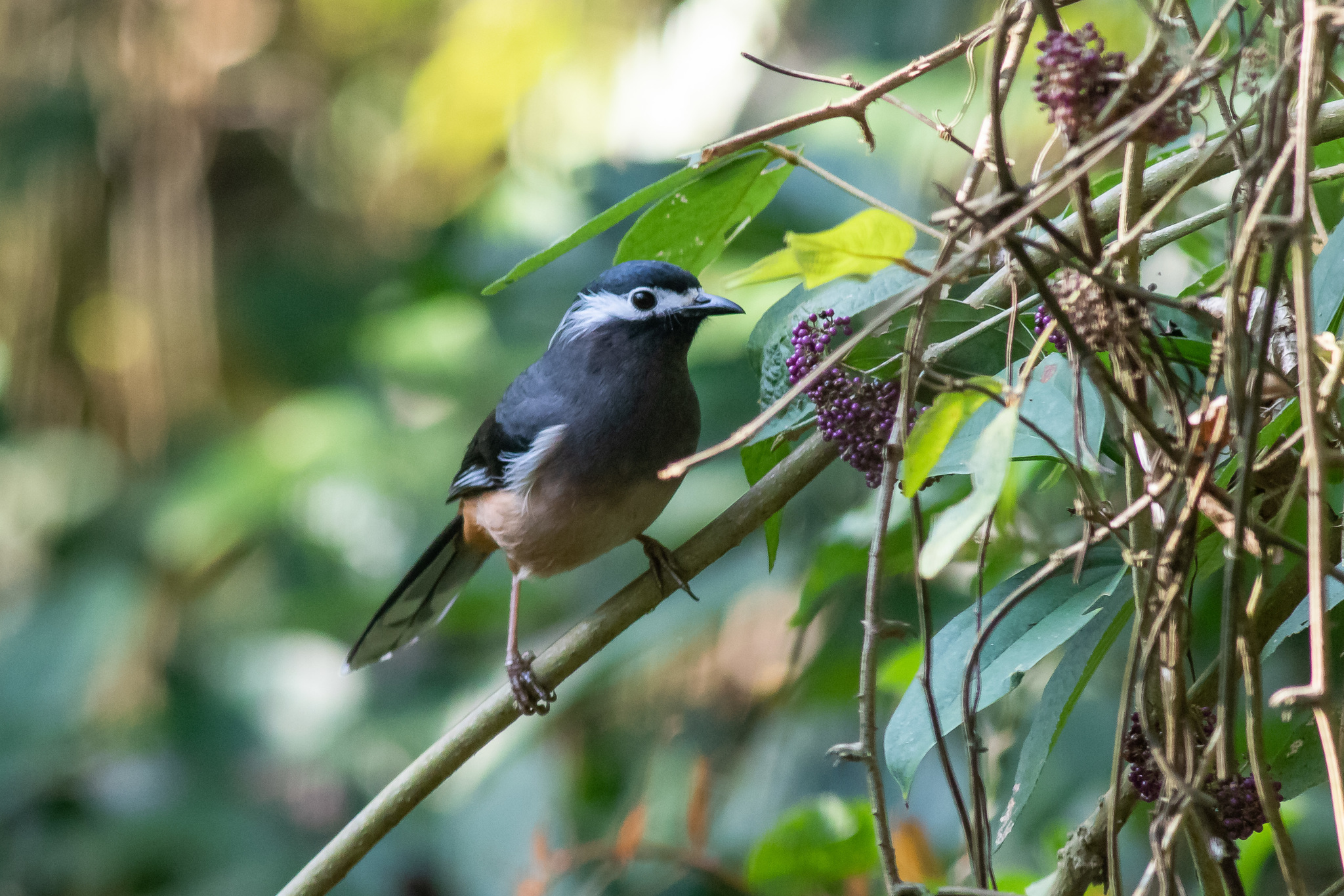 White-eared Sibia