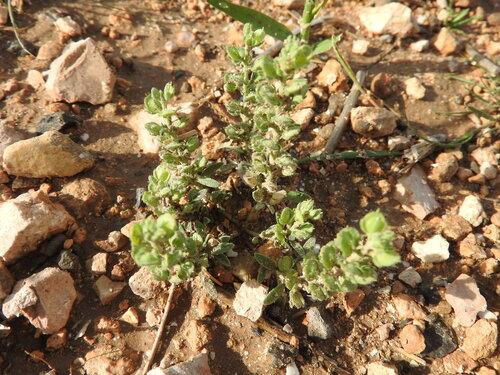 Alyssum granatense