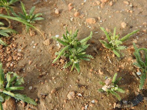 Neotorularia torulosa