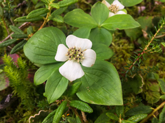 Cornus canadensis