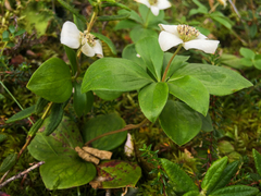 Cornus canadensis